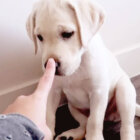 ラブラドールレトリーバー,動画