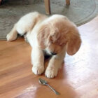 ゴールデンレトリーバー,動画