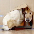 ゴールデンレトリーバー,動画