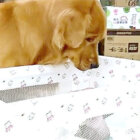 ゴールデンレトリーバー,動画