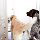 ラブラドールレトリーバー,動画