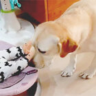 ラブラドールレトリーバー,動画