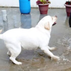 ラブラドールレトリーバー,動画