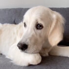 ゴールデンレトリーバー,動画