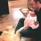 ゴールデンレトリーバー,動画