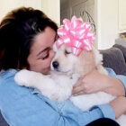 ゴールデンレトリーバー,動画