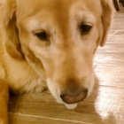 ゴールデンレトリーバー,動画