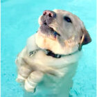 ラブラドールレトリーバー,動画