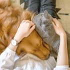 レトリーバー,災害対策