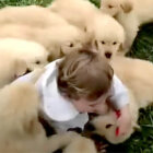 ゴールデンレトリーバー,動画