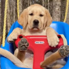 ラブラドールレトリーバー,動画