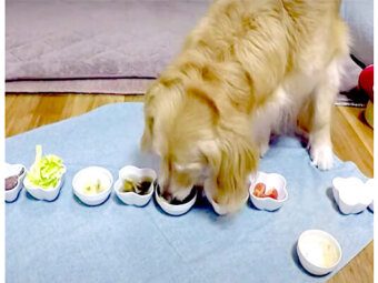 ゴールデンレトリーバー,動画