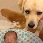 ラブラドールレトリーバー,動画