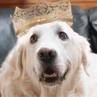 ゴールデンレトリーバー,特徴