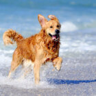 レトリーバー,デュアルライフ