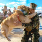 ゴールデンレトリーバー,動画