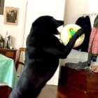 ラブラドールレトリーバー,動画