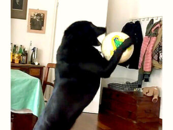 ラブラドールレトリーバー,動画