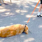 ゴールデンレトリーバー,動画