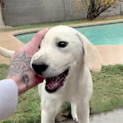 ラブラドールレトリーバー,動画