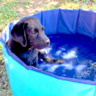 ラブラドールレトリーバー,動画