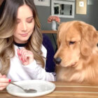 ゴールデンレトリーバー,動画