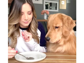 ゴールデンレトリーバー,動画