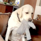 ラブラドールレトリーバー,動画