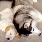 ゴールデンレトリーバー,動画