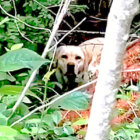 ラブラドールレトリーバー,動画