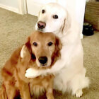 ゴールデンレトリーバー,動画