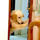 ゴールデンレトリーバー,動画