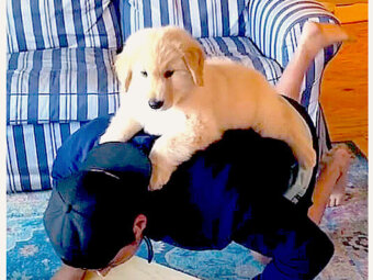 ゴールデンレトリーバー,動画