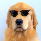 ゴールデンレトリーバー,動画