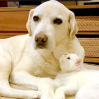 ラブラドールレトリーバー,動画