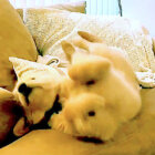 ゴールデンレトリーバー,動画