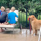 ゴールデンレトリーバー,動画