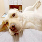 ラブラドールレトリーバー,動画