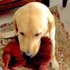 ラブラドールレトリーバー,動画