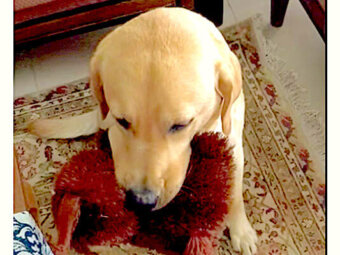 ラブラドールレトリーバー,動画