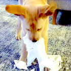 ラブラドールレトリーバー,動画