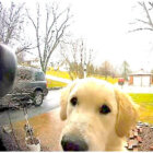 ゴールデンレトリーバー,動画