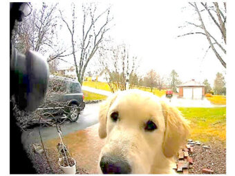 ゴールデンレトリーバー,動画