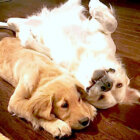 ゴールデンレトリーバー,動画