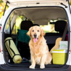 レトリーバー,デュアルライフ