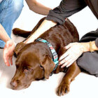 レトリーバー,Tタッチ