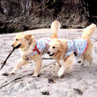 ゴールデンレトリーバー,多頭飼い