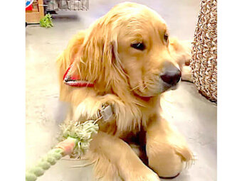 ゴールデンレトリーバー,動画