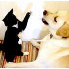 ラブラドールレトリーバー,動画