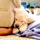 ラブラドールレトリーバー,動画